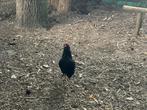 Auracana/Cochin, Dieren en Toebehoren, Pluimvee, Kip
