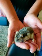 Russische dwerghamster met kooi, Juni, Mannelijk, Hamster