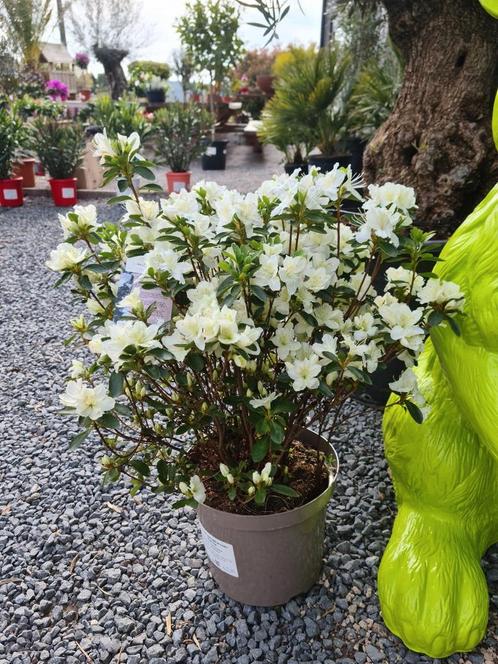 Azalea Japonica, Tuin en Terras, Planten | Tuinplanten, Halfschaduw, Ophalen
