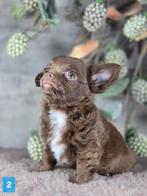 Chihuahua pup langhaar Chi pup, België, Fokker | Hobbymatig, Reu, CDV (hondenziekte)