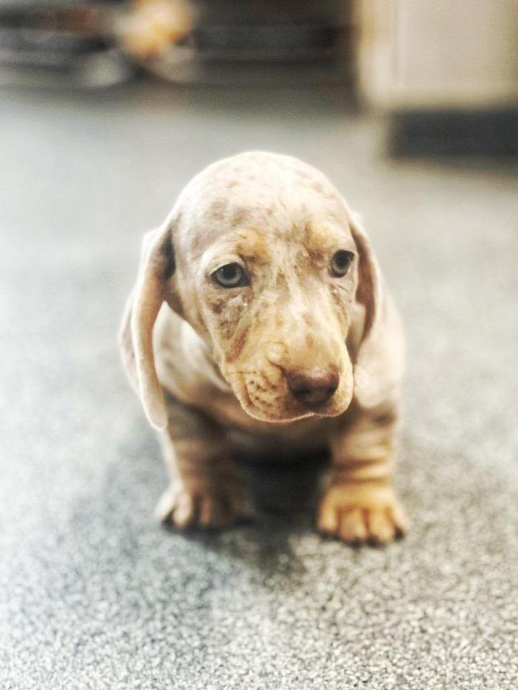 teckel pups merle 🌈kleur kortharig,bij ons 🏡geboren, Dieren en Toebehoren, Honden | Teckels en Dashonden, Reu, Korthaar, Dwerg