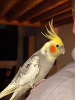 Handtamme valkparkieten, Dieren en Toebehoren, Meerdere dieren, Parkiet, Geringd