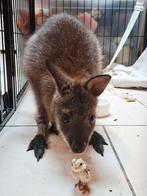Gezocht: tam wallaby mannetje van 2025, Dieren en Toebehoren, September, Mannelijk