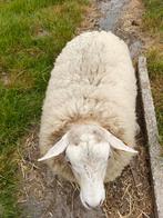 Schapen, Dieren en Toebehoren, Schapen, Geiten en Varkens