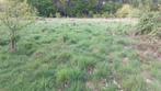 Weiland te koop in Tessenderlo -Ham, Immo, Gronden en Bouwgronden