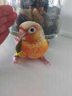 Pyrrhura molinae apprivoisé, Animaux & Accessoires, Oiseaux | Perruches & Perroquets