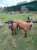 Kameroen schaap lammetjes ooi + bok, Dieren en Toebehoren, Schapen, Geiten en Varkens, Schaap