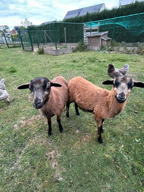 Kameroen schaap lammetjes ooi + bok, Dieren en Toebehoren, Schapen, Geiten en Varkens, Schaap