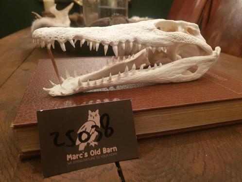 Echte krokodillen schedel. Rariteitenkabinet mancave, Verzamelen, Dierenverzamelingen, Zo goed als nieuw, Schedel, Ophalen of Verzenden