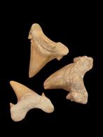 Haaientanden otodus obliquus uit marokko 5,5 - 4 cm., Ophalen of Verzenden, Fossiel