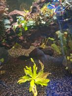 Zwarte pleco +- 20, Dieren en Toebehoren, Vissen | Aquariumvissen