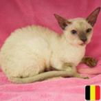 Cornish Rex - Chatons belges à vendre, Animaux & Accessoires, Plusieurs animaux, Vermifugé, 0 à 2 ans