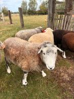 Hedwick schapen, Dieren en Toebehoren, Schapen, Geiten en Varkens