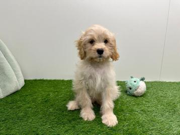 Chiots Cavapoo