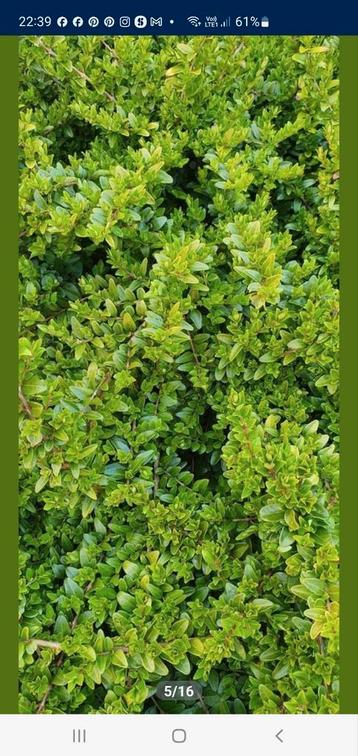Lonicera nitida Maïgrun, jonge plantjes beschikbaar voor biedingen