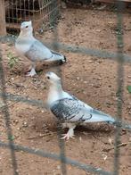 Pigeon sattinéts 2024 le couple, Dieren en Toebehoren