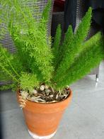 kamerplant vossenstaart, Autres espèces, Ombre complète, En pot, Moins de 100 cm