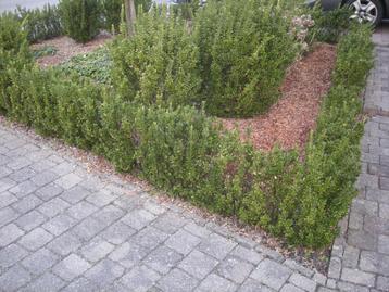 Euonymus japonicus - buxus vervanger beschikbaar voor biedingen