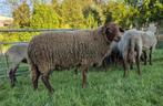Moutons mâles pour la fête, Animaux & Accessoires, Mâle, Mouton