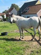 Paard, Dieren en Toebehoren, Paarden, Merrie, Zadelmak, Gechipt, 160 tot 165 cm