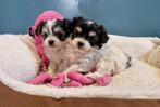 Mini Boomer pups beschikbaar, Dieren en Toebehoren, CDV (hondenziekte), Meerdere, 8 tot 15 weken, Meerdere dieren