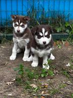 Husky pups choco tann, Dieren en Toebehoren, België, Fokker | Hobbymatig, Overige rassen, CDV (hondenziekte)