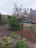 arbres de Noël, Ne fleurit pas, Autres espèces, Enlèvement, Ombre partielle