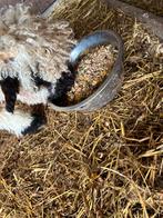 Walliser zwartneusschaap, Dieren en Toebehoren, Mannelijk, Schaap, 0 tot 2 jaar