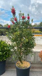 Lagerstroemia indica haagplant