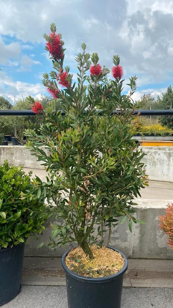 Lagerstroemia indica haagplant, Tuin en Terras, Planten | Bomen, Ophalen