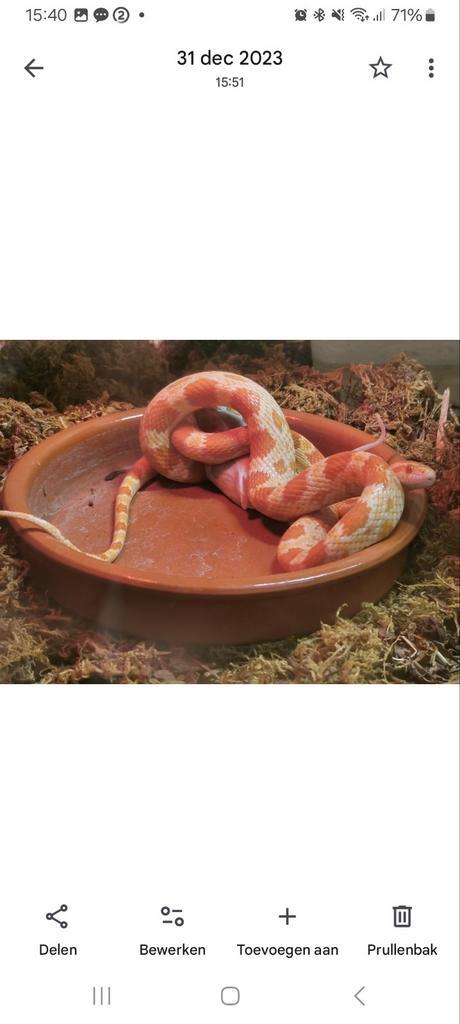 Complete set Korenslang+Terrarium 150 cm (alles inbegrepen), Dieren en Toebehoren, Reptielen en Amfibieën