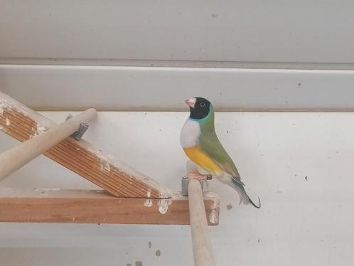 Diamant de Goulds, Dieren en Toebehoren, Vogels | Overige Vogels