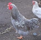 Mooie Jonge Haan - Gratis, Dieren en Toebehoren, Pluimvee