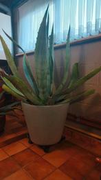 Mooie grote agave plant, incl. stenen pot en op rolletjes, Huis en Inrichting, Kamerplanten, Ophalen