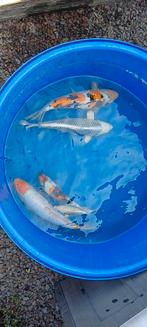 3 Japanse koi s, Karper of Koi