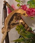 0.1 Tangerine Lilly white wimpergekko, Dieren en Toebehoren, Reptielen en Amfibieën