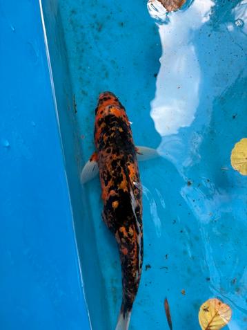 Gratis 35 cm koi, Carpe ou Koï