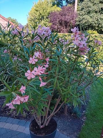 Grote, bloeiende oleander.  beschikbaar voor biedingen