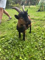 1 prachtige bok 1 jaar oud (zeer lief), Dieren en Toebehoren, Mannelijk, Geit, 0 tot 2 jaar