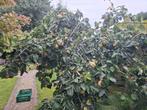 kweepeer te koop (voor klein prijsje ), Tuin en Terras, Planten | Fruitbomen, Ophalen of Verzenden