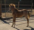 Welsh merrie veulen 🩷, Dieren en Toebehoren, Paarden