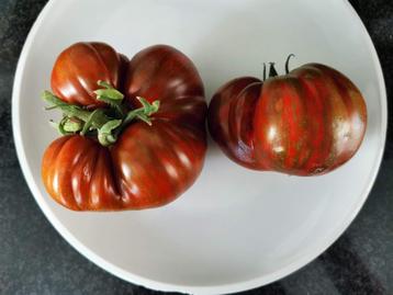 5 graines de tomates précoces Black & Red Boar disponible aux enchères