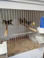 Lizard, Dieren en Toebehoren, Vogels | Kanaries