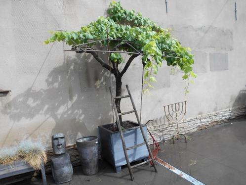 Te koop blauwe druivenlaar met pot !!! heeft ziek geweest !!, Tuin en Terras, Planten | Fruitbomen, Overige soorten, 250 tot 400 cm