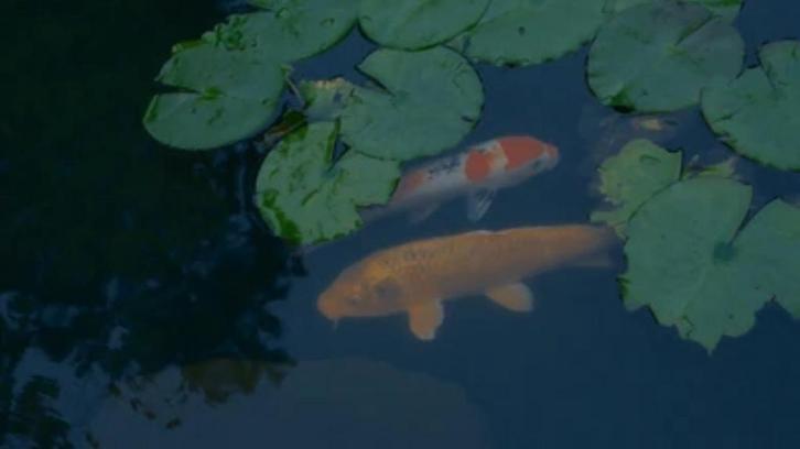 7 poissons Koi à vendre – entre 30 et 50cm, Animaux & Accessoires, Poissons | Poissons d'aquarium, Poisson d'eau douce, Poisson
