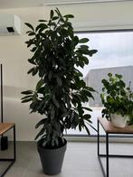 ficus cyatistipula, 160 cm hoogte 40 cm diameter, Ficus, En pot, 150 à 200 cm, Enlèvement