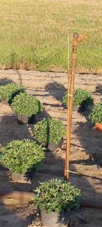 Volledige beregening wegens stopzetting., Tuin en Terras, Ophalen