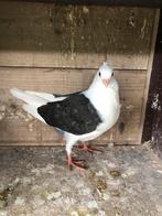 Vlaanderse smierels, Dieren en Toebehoren