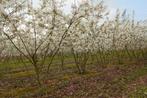 Amelanchier lamarkii / Krentenboompje, Ophalen