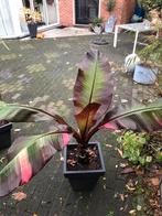 Musa variegata, Tuin en Terras, Planten | Tuinplanten, Ophalen